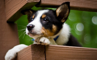 Dog over fence cute blurry - a wooden fence free wallpaper
