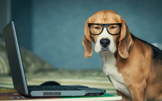 Dog glasses laptop bed blue - a blue wall behind free wallpaper