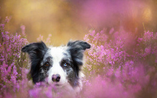 Dog purple flower field animal - the flower free wallpaper