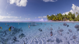 Fish lagoon beach palm sky - panoramic free wallpaper for desktop