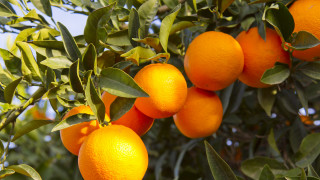 Orange tree leaves blue sky - a blue sky in the background free wallpaper for desktop