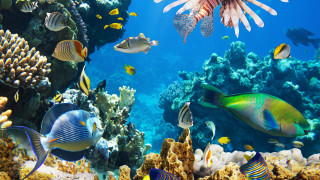 Coral reef fish starfish underwater - a coral reef in the ocean free wallpaper