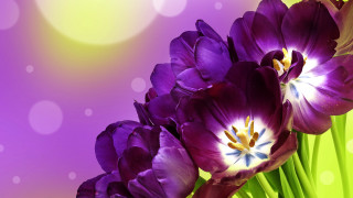 Purple flowers green blurry light - a green background and a blurry background behind free wallpaper