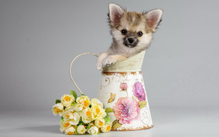 Small dog vase flowers basket - a vase free wallpaper