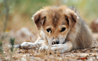 Small dog grass looking at - its paw free wallpaper