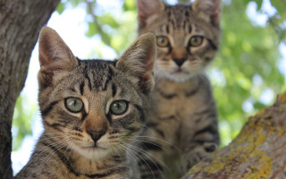 Cats tree animals blurry depth - andor basch free wallpaper