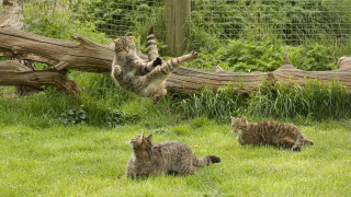 Cat jumping catch ball field - another cat free wallpaper