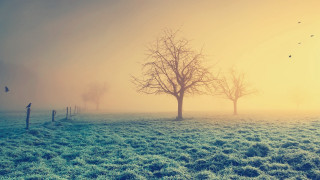 Foggy field tree birds yellow - volumetric fog free wallpaper