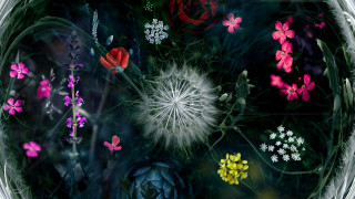 Flowers glass bowl water digital - a glass bowl free wallpaper