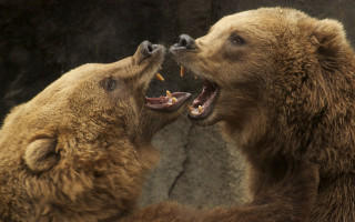 Brown bears fighting oversized realistic - the zoo free wallpaper