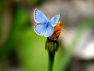 Blue butterfly flower field macro - macro photography free wallpaper