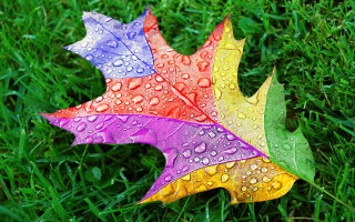 Leaf water drops grass sunny - color free wallpaper