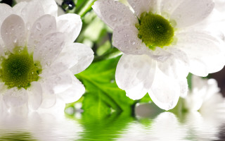 White flower water droplets outdoor - the background free wallpaper