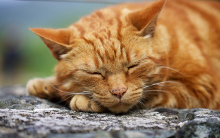 Cat sleeping rock blurry depthfield - the rock free wallpaper