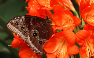 Butterfly flower orange background green - a green leaf in the foreground free wallpaper