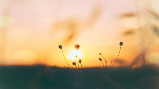 Sunset flower field microscopic lens - microscopic free wallpaper