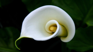 White flower green stem yellow 2 - a yellow center in the center free wallpaper