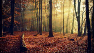 Forest fallen trunk sunbeam autumn - fallen free wallpaper