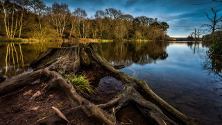 Tree stump lake night sky - the shore of a lake free wallpaper
