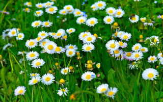 Field white yellow flowers green - a blue sky in the background free wallpaper for desktop