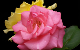 Pink rose waterdroplets green leaves - rose free wallpaper