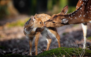 Deer fawns forest grass dirt - a forest floor free wallpaper