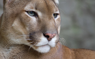 Mountain lion closeup blurry background 4 - carlos catasse free wallpaper for desktop