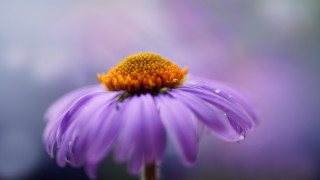 Purple flower yellow center macro 2 - a purple flower free wallpaper