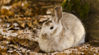 Rabbit leaves tree curious woodland - curious free wallpaper
