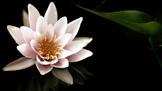 Pink flower yellow stamens black - a green leaf in the foreground free wallpaper