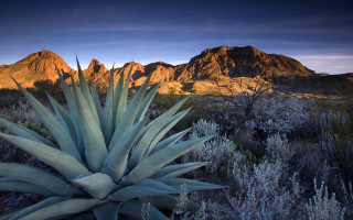 Desert mountain plant sunset landart - ansel adams free wallpaper