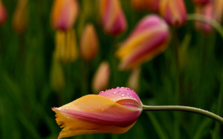 Pink yellow flower water droplets - green stem free wallpaper