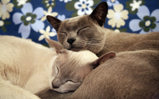 Cats sleeping blue flowerwall flowerfield - a couch free wallpaper