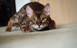 Curious cat on floor green - curious free wallpaper