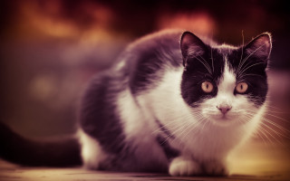 Black white cat impressionism jigsaw - a white face free wallpaper