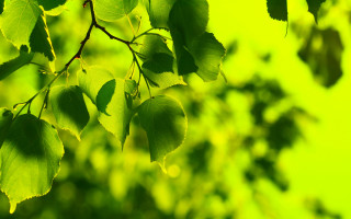 Leafy branch green bokeh nature - the leaf free wallpaper