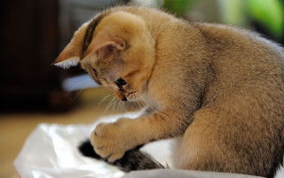 Cat playing toy tabletop white - a toy free wallpaper