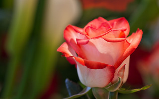 Red rose blurry petals green - rose free wallpaper