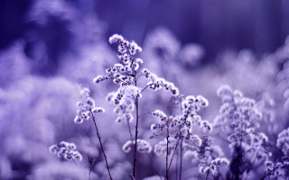 Purple flower closeup moon night - a close up of a plant free wallpaper