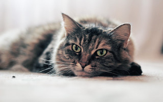 Black cat sad eyeing camera - a sad look free wallpaper