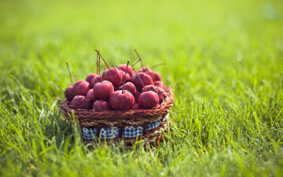 Basket apples sunny day blurry - a basket of apples free wallpaper