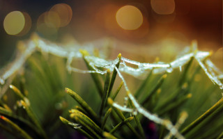 Water droplets plant bokeh macro - a close up of a plant free wallpaper