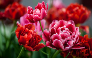 Red pink flower garden bokeh - dirck van der lisse free wallpaper