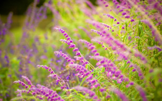 Purple flower bokeh garden field - a blurry image of the flowers free wallpaper