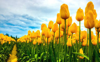 Yellow flower field sky path - field free wallpaper for desktop
