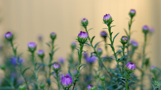 Purple flowers green stems yellow - green stem and leaves free wallpaper