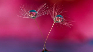 Dandelion water droplets pink background - a pink background behind free wallpaper