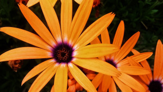 Orange flowers purple centers yellow - a black center free wallpaper