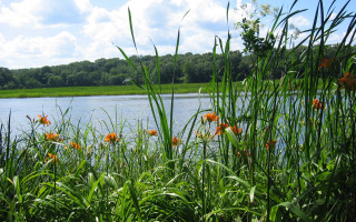 Lake flowers trees sky clouds - anne rigney free wallpaper
