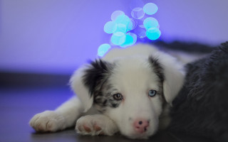Puppy blue light shiba inu - a puppy free wallpaper